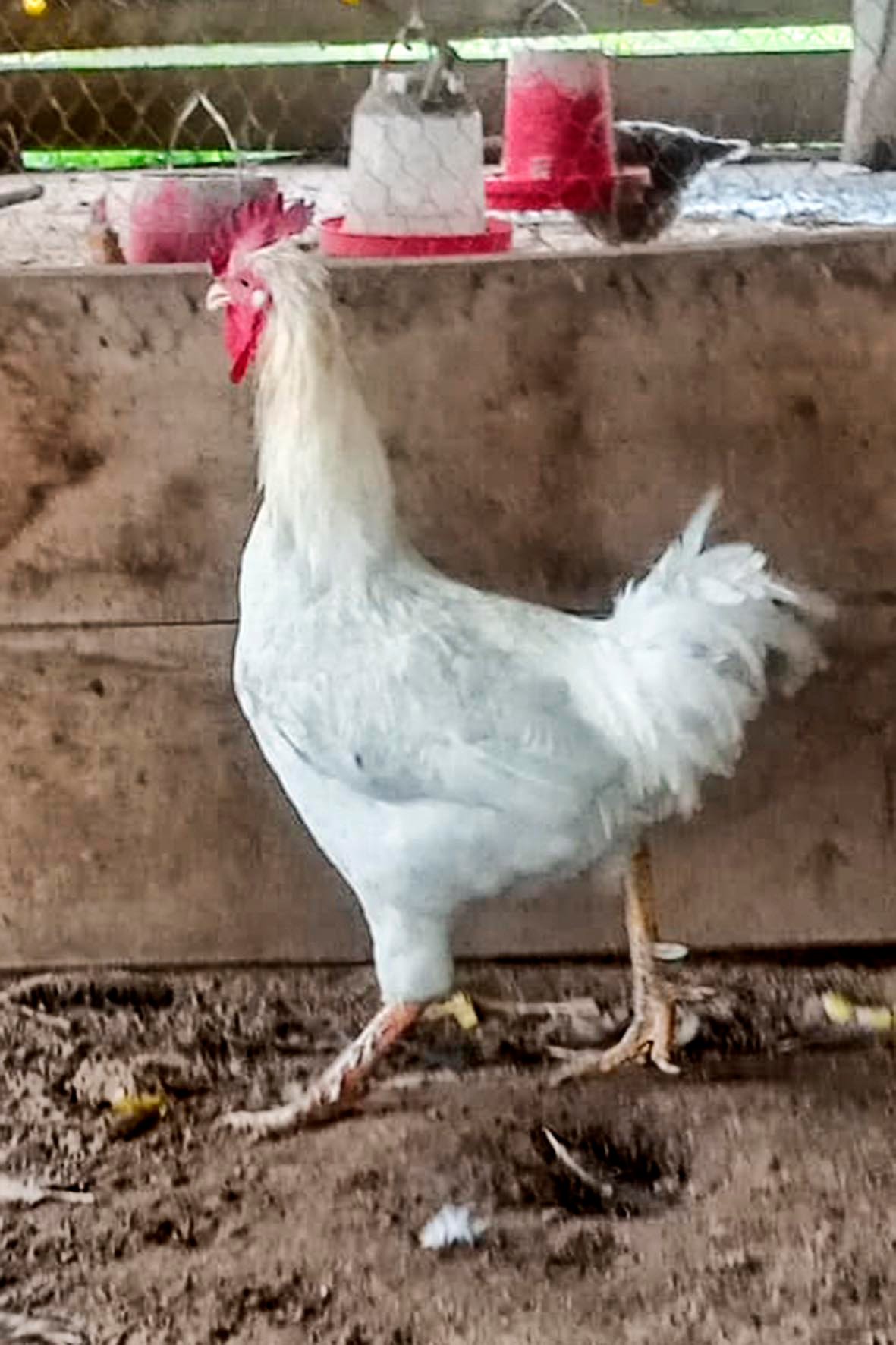 WhatsApp Image 2025-04-03 at 7.35.49 PM (1) copia.jpg